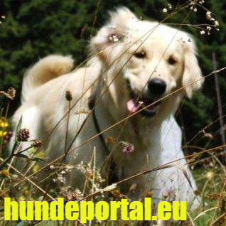 Hundeportal.eu - Suche