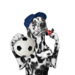 Hundepfeife – Wie gut hören Hunde?