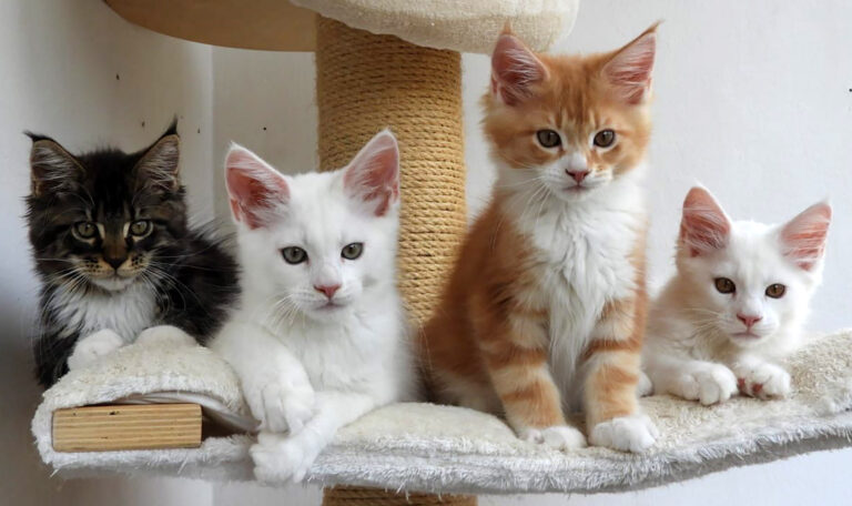 Katzenpflege Katzenpflege